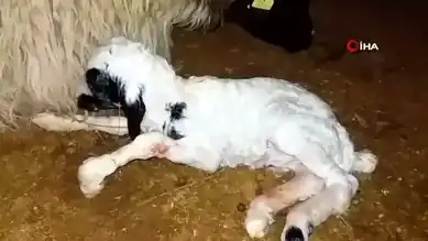 Anne Reddi Kuzulara Biberonla Yaşam Desteği
