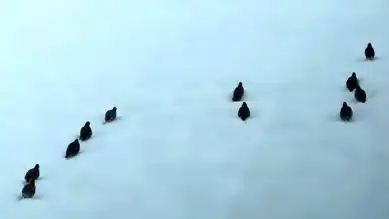 Genç Kızın Karlı Dağlarda Hayvanlara Yardımı