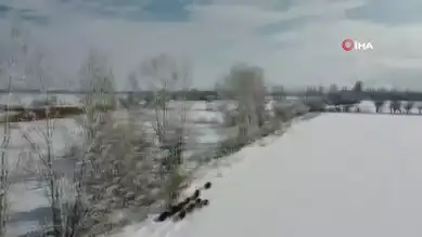 Çoban, Dronuyla Karlı Arazide Domuz Sürüsünü Görüntüledi
