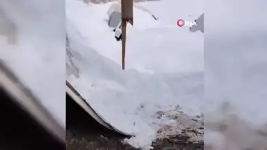 Yoğun Kar Yağışı: 55 Koyun Telef Oldu