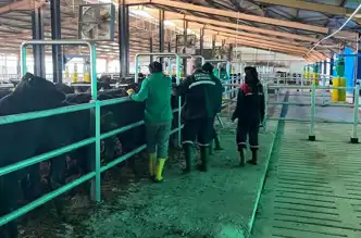 Doğu Anadolu Bölgesinde Şap Aşılaması Uzatıldı