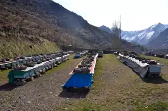 Doğu Anadolu'da Arılar Kış Uykusuna Hazırlıkta