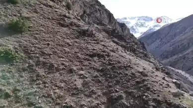 Doğu Anadolu'da Nadir Görüntüler: Dağ Keçileri Havadan Çekildi