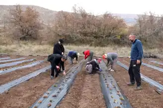 Erzincan'da Çilek Yetiştiriciliği Başladı