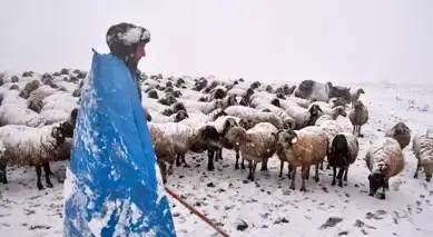 Doğu Anadolu'da Kar Fırtınası: Binlerce Koyun Kurtarıldı