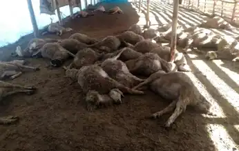 Doğu Anadolu'da Kurt Saldırıları: 86 Koyun Telef Oldu