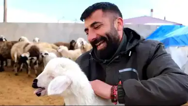 Erzincan'da Kuzu Doğumları Üreticileri Sevindirdi