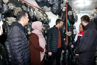 Erzincan'da İstiridye Mantarı Yetiştiriciliği Başladı