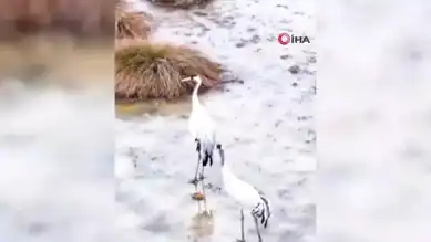 Erzincan'da Telli Turnalar Görüntülendi!
