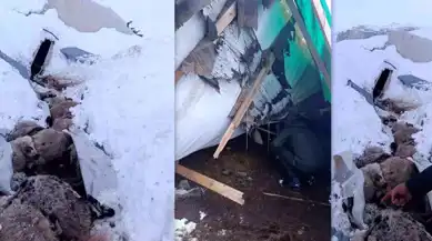 Şiddetli Karda Hayvan Kaybı
