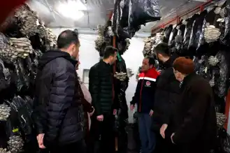 Erzincan'da İstiridye Mantarı Üretimi Başarısı