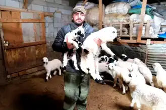 Erzincan Kemah'ta Kuzu Doğum Sezonu Başladı