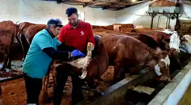 İliç'te Şap ve Brucella Aşılama Kampanyası Başladı