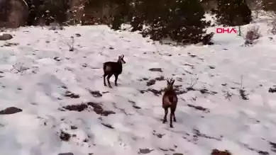 Munzur Dağları'nda Nesli Tükenmekte Olan Keçiler Görüntülendi
