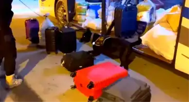 Narkotik Köpek Naz, Erzincan'da Görevde!