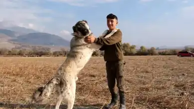 Çoban Köpekleri: Hayvancılığın Vazgeçilmez Koruyucuları
