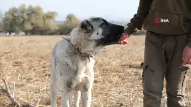 Çoban Köpekleri: Sürülerin Koruyucuları