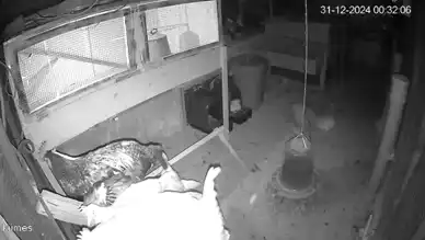 Erzincan'da Tilki Şov: 6 Tavuk Kayıp!
