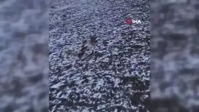 Munzur Dağları'nda Koruma Altındaki Yaban Keçileri