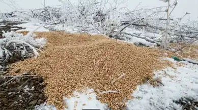 Kışın Yaban Hayatı Beslendi