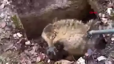 Erzincan'da Yaralı Kurt Kurtarıldı