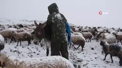 Yayladan Dönen Koyun Sürüsü Kar Fırtınasına Yakalandı