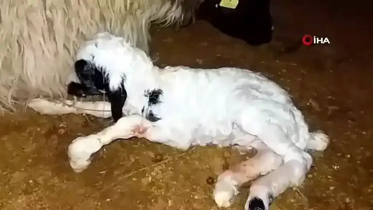 Anne Reddi Kuzulara Biberonla Yaşam Desteği