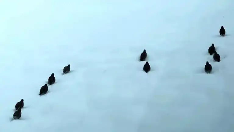 Genç Kızın Karlı Dağlarda Hayvanlara Yardımı