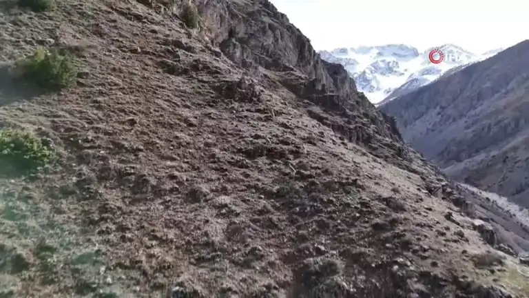 Doğu Anadolu'da Nadir Görüntüler: Dağ Keçileri Havadan Çekildi