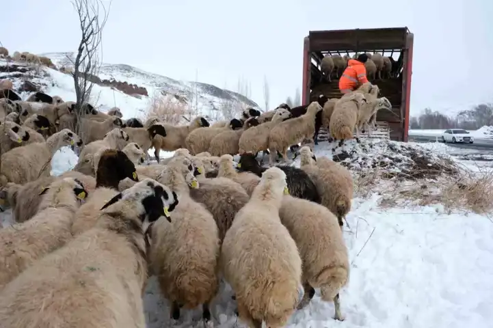 Erken Kar, Doğu Anadolu'da Hayvancılığı Vurdu