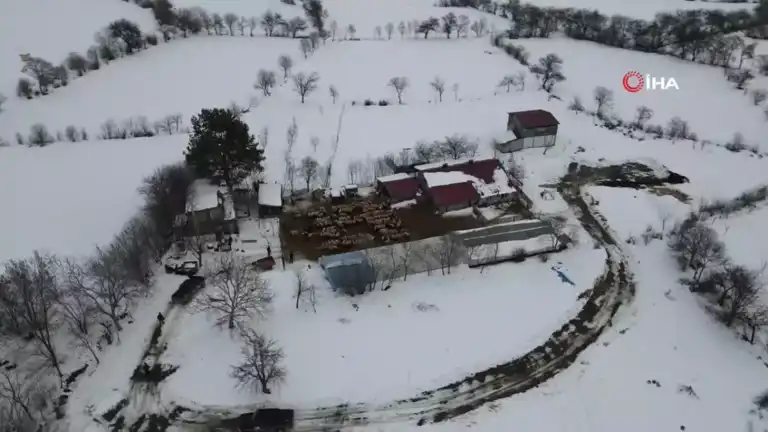 Erzincan'da Kar, Koyun Sürülerini Yayladan İndirdi
