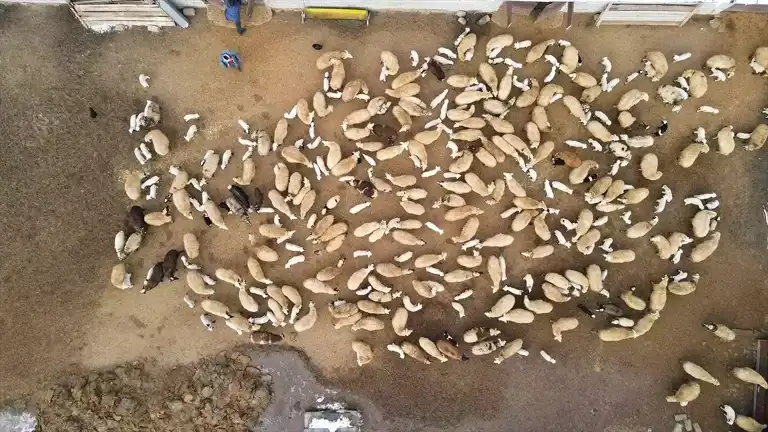 Erzincan'da Kuzu Doğumları Yoğunlaştı