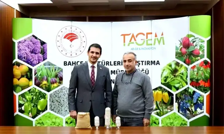 Erzincan'dan İki Yeni Kuru Fasulye Çeşidi: Işıl ve Erzincan Dermasonu