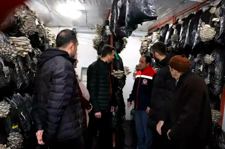 Erzincan'da İstiridye Mantarı Üretimi Başarısı
