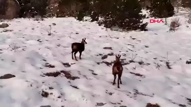 Munzur Dağları'nda Nesli Tükenmekte Olan Keçiler Görüntülendi