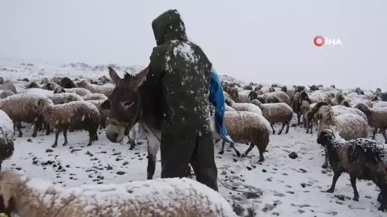 Yayladan Dönen Koyun Sürüsü Kar Fırtınasına Yakalandı